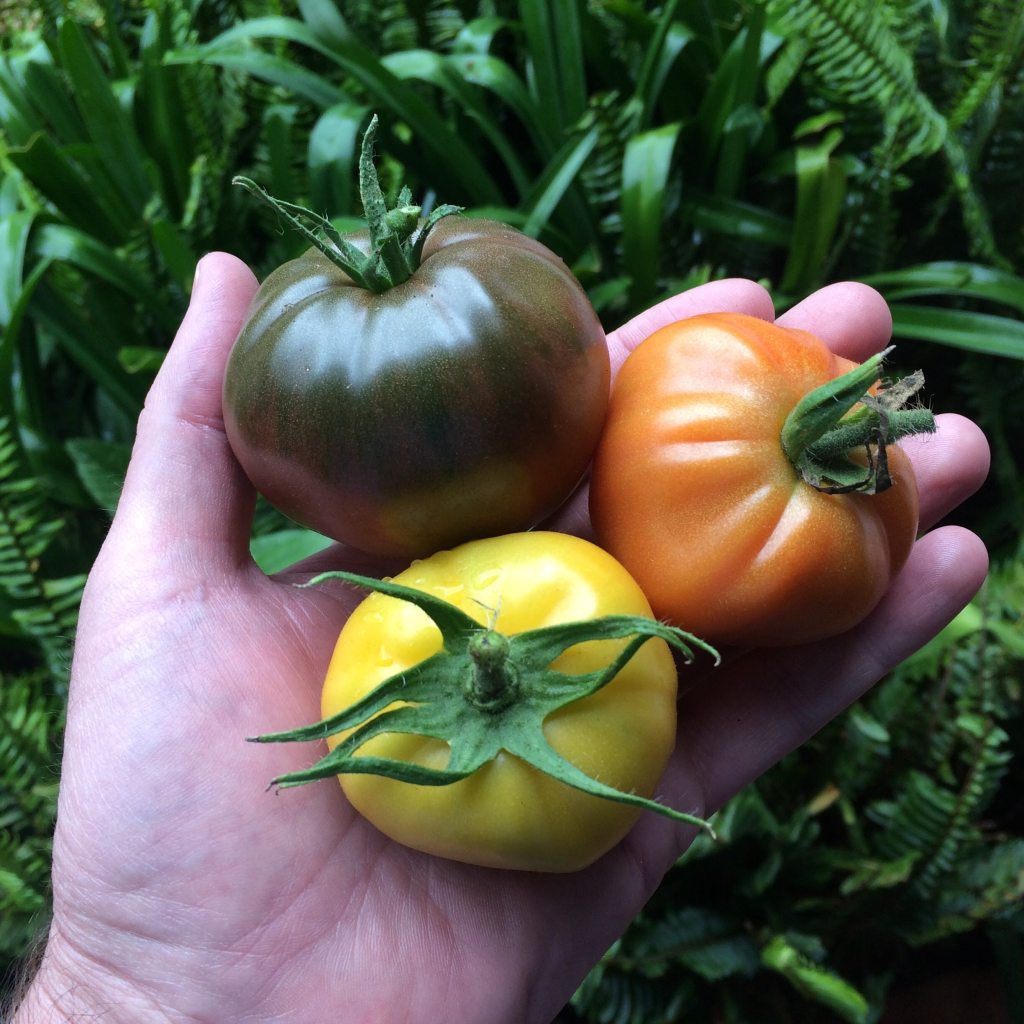Harvesting tomatoes by hand.